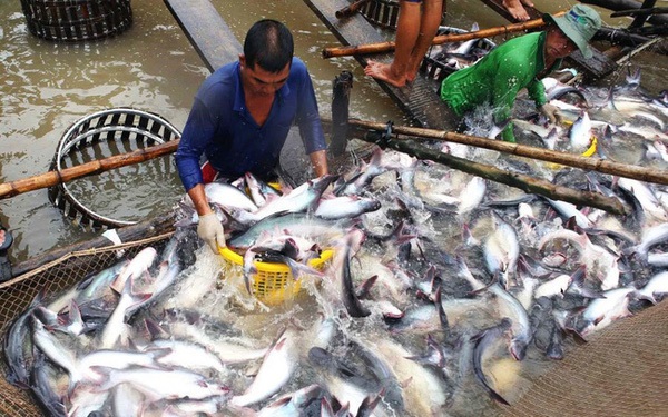 ĐBSCL tăng diện tích nuôi cá tra theo hướng GAP